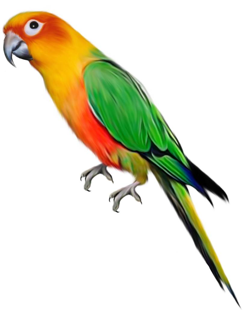 Loro PNG