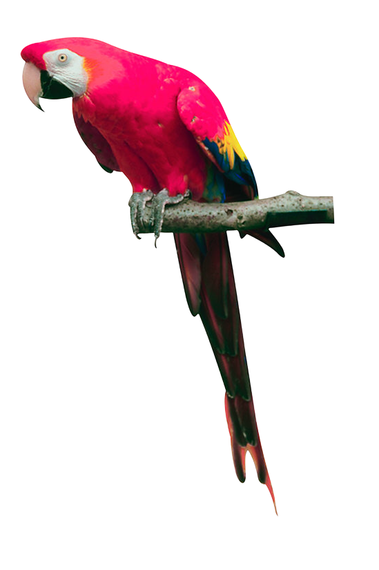 Pink parrot PNG images, free download