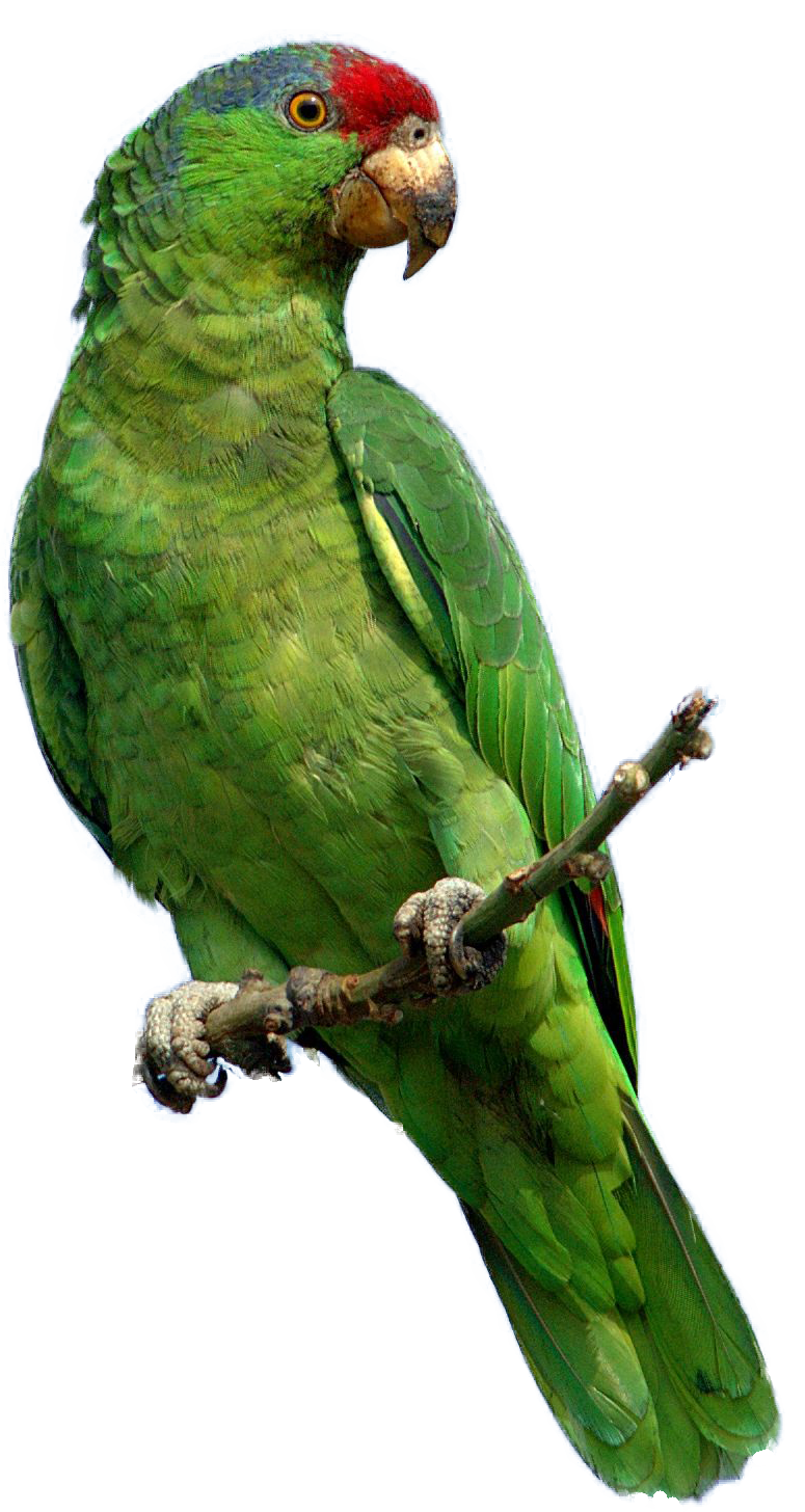 Green parrot PNG images, free download