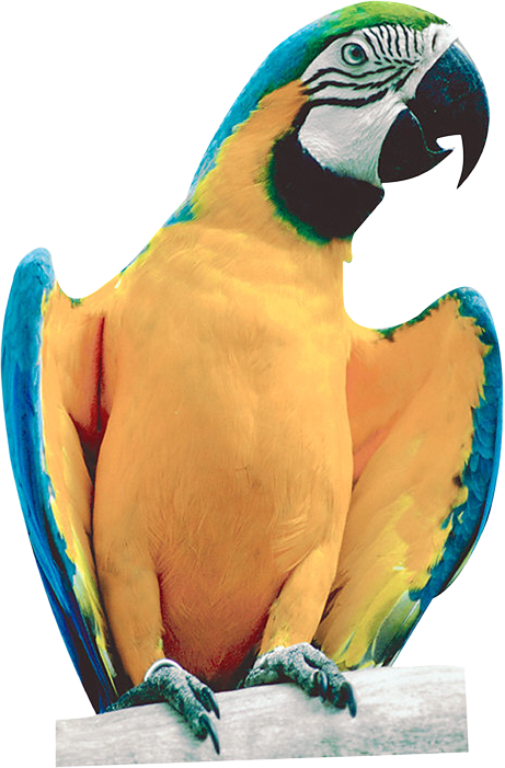 Попугай PNG