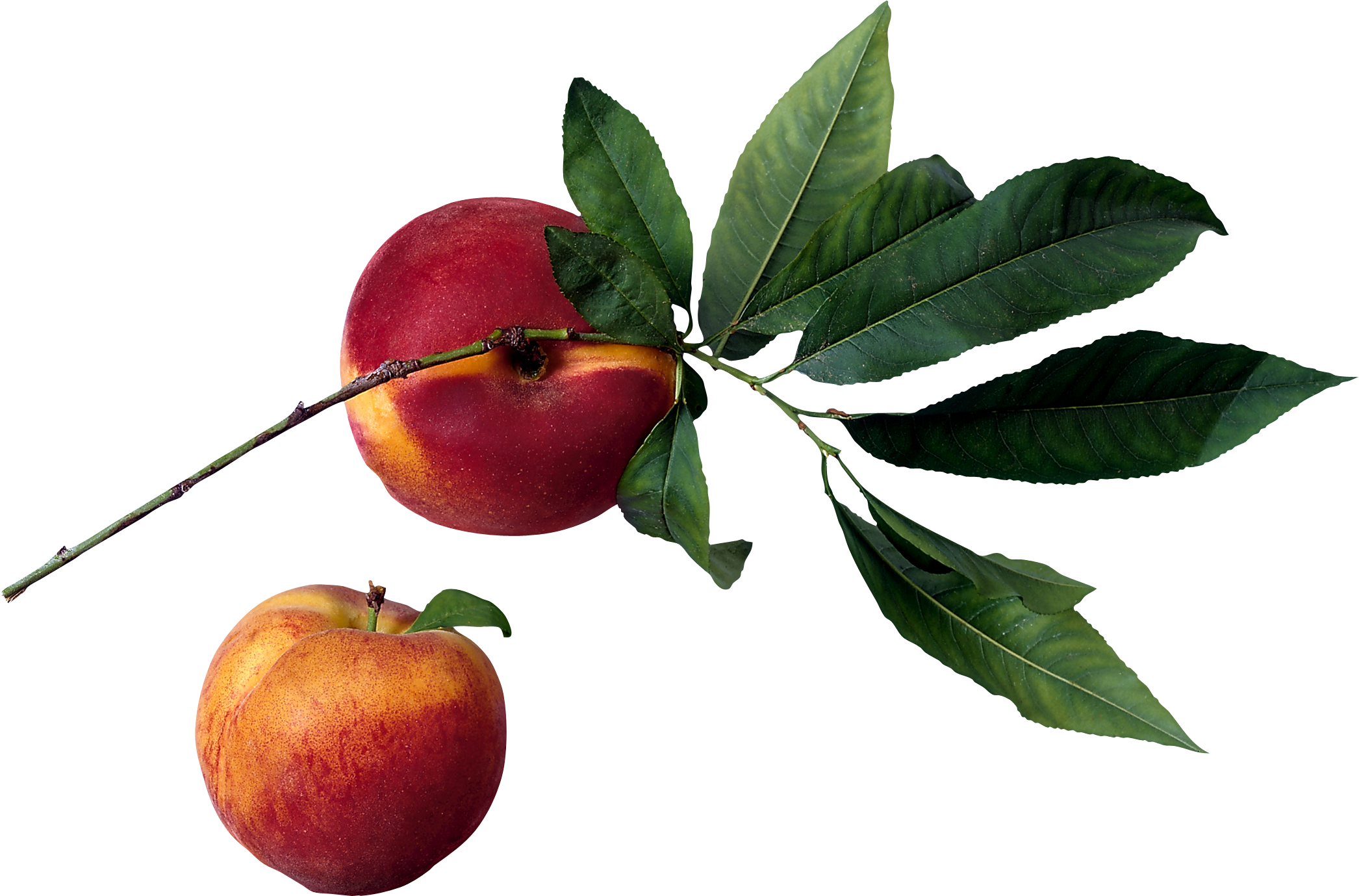 Peach PNG image free Download