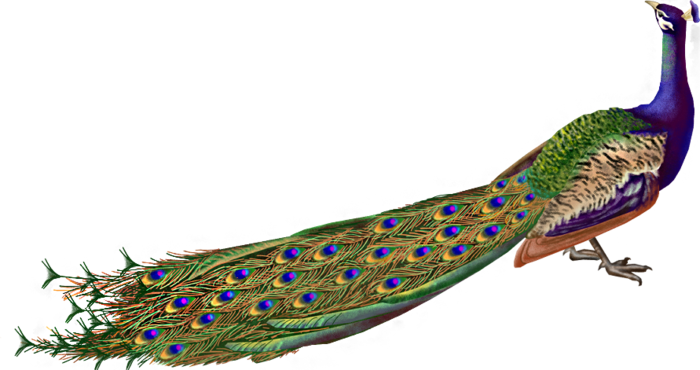 Peacock PNG images