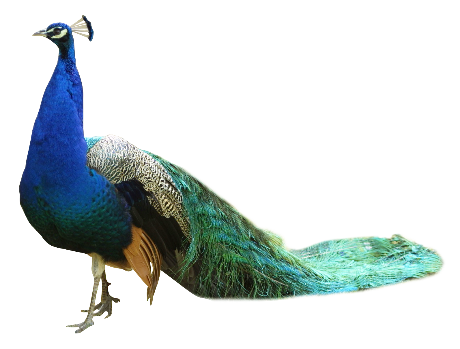 Peacock PNG images