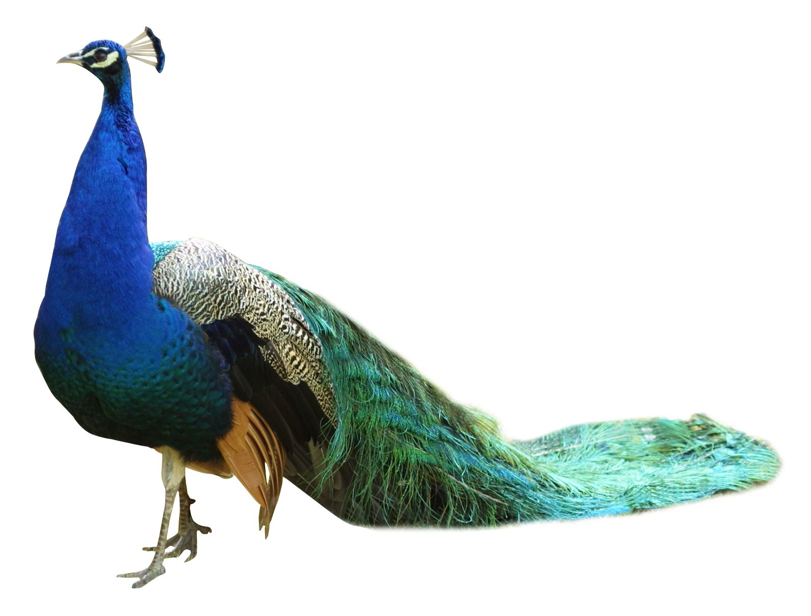 Pavo real PNG