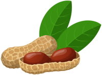 Cacahuete PNG