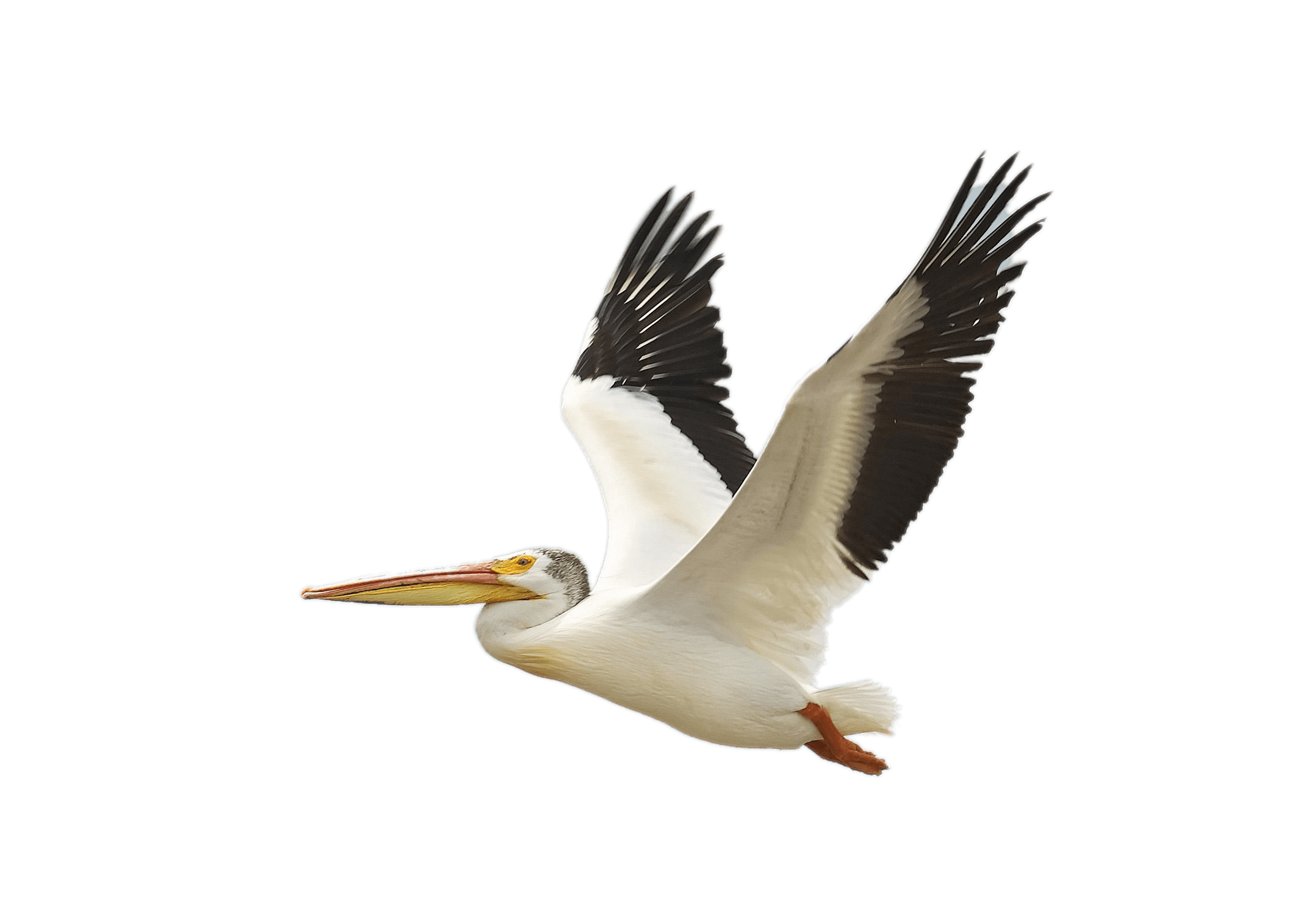 Pelican PNG image free Download
