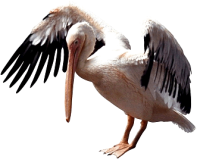 Пеликан PNG
