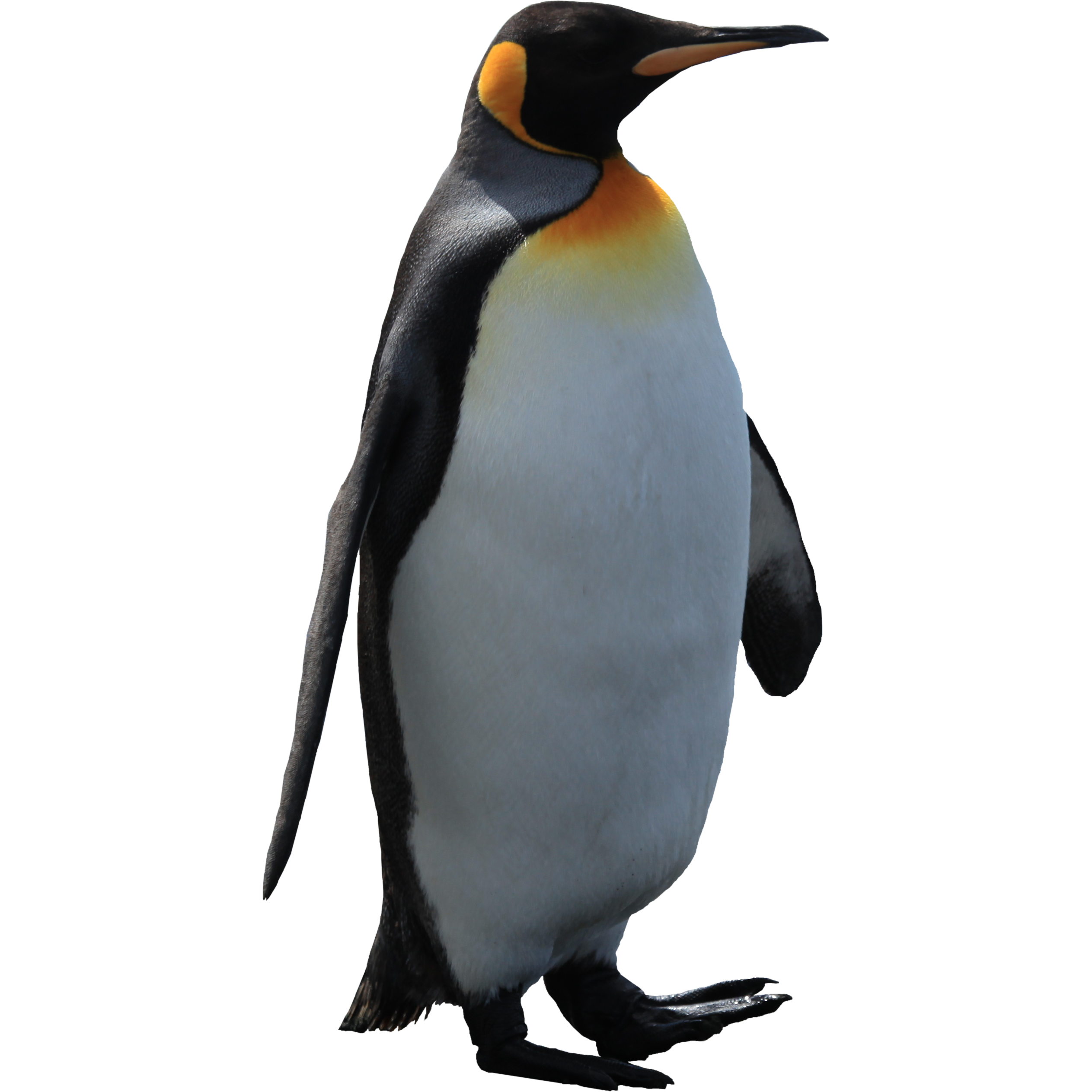 Imperator penguin PNG image
