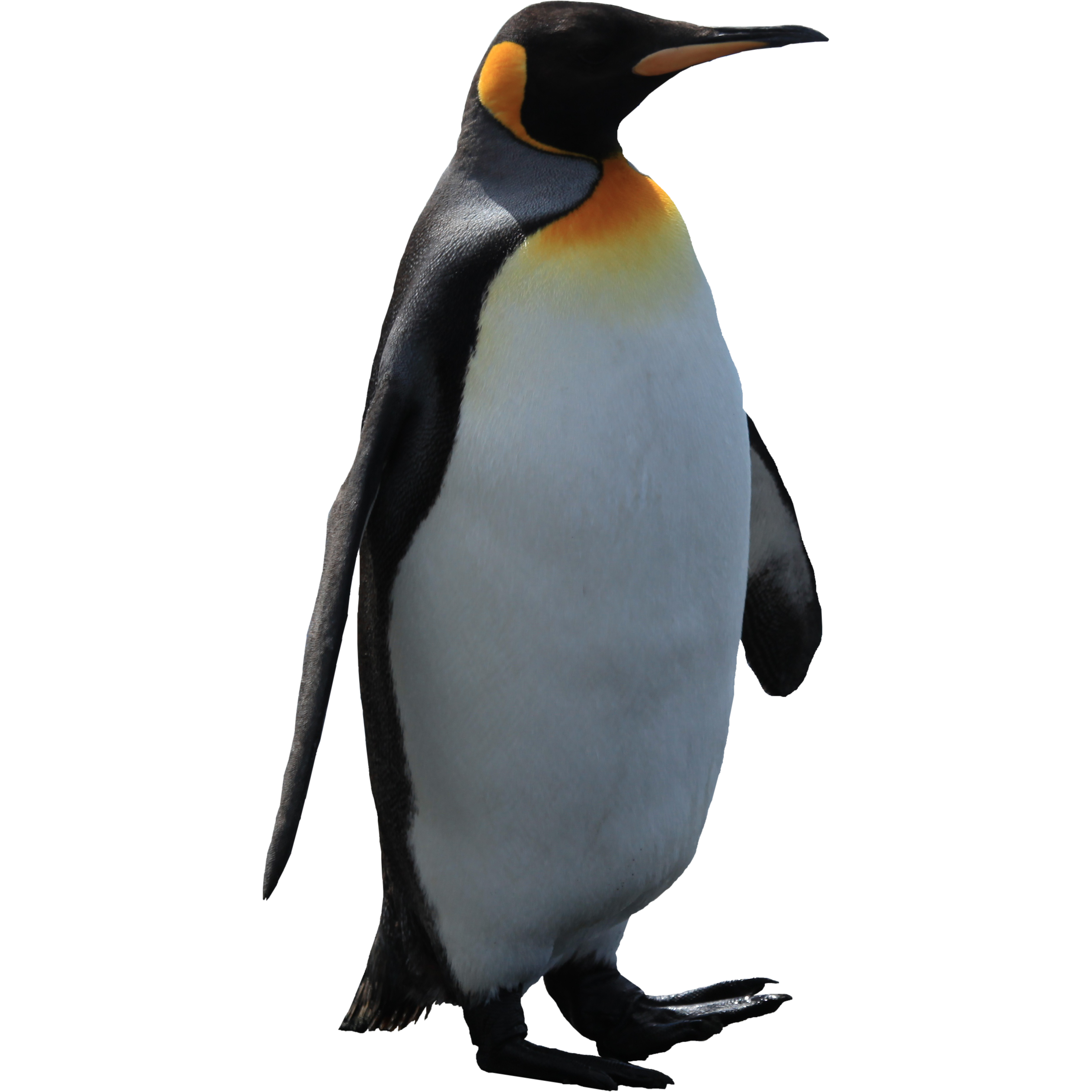 Pingüino PNG