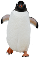 Pingüino PNG