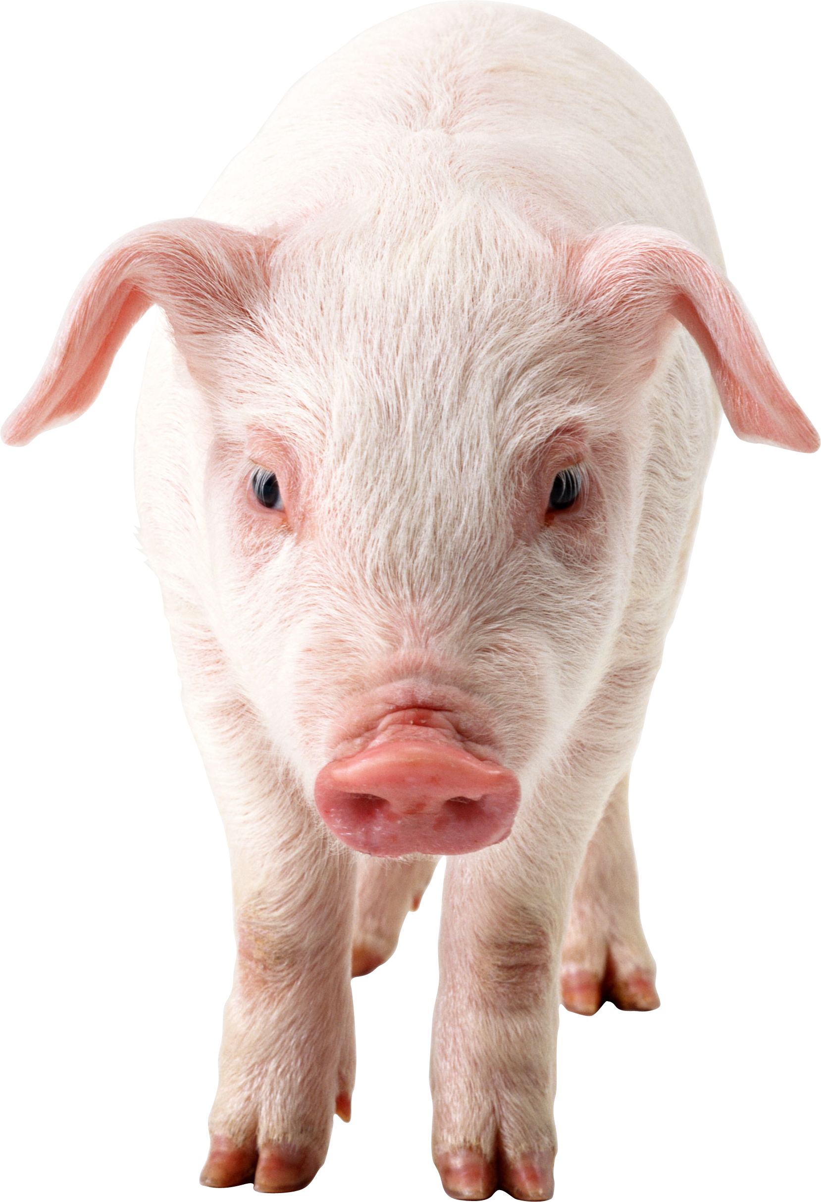 Pig PNG images, free picture download pigs