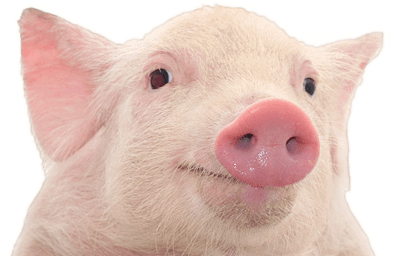 pig PNG image