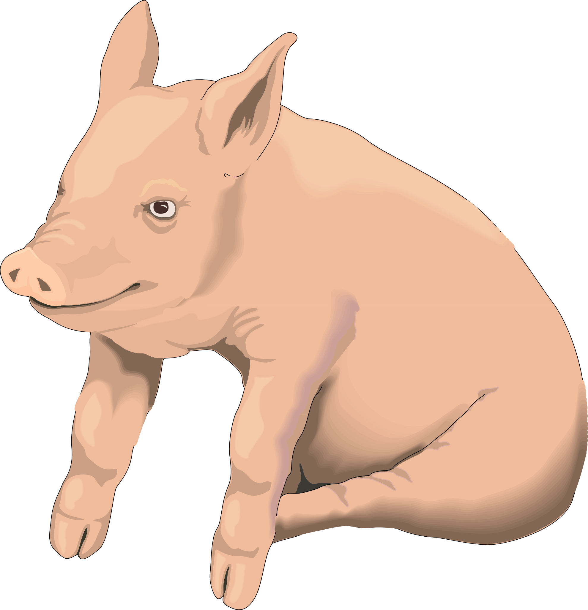 picture Pig PNG images Download