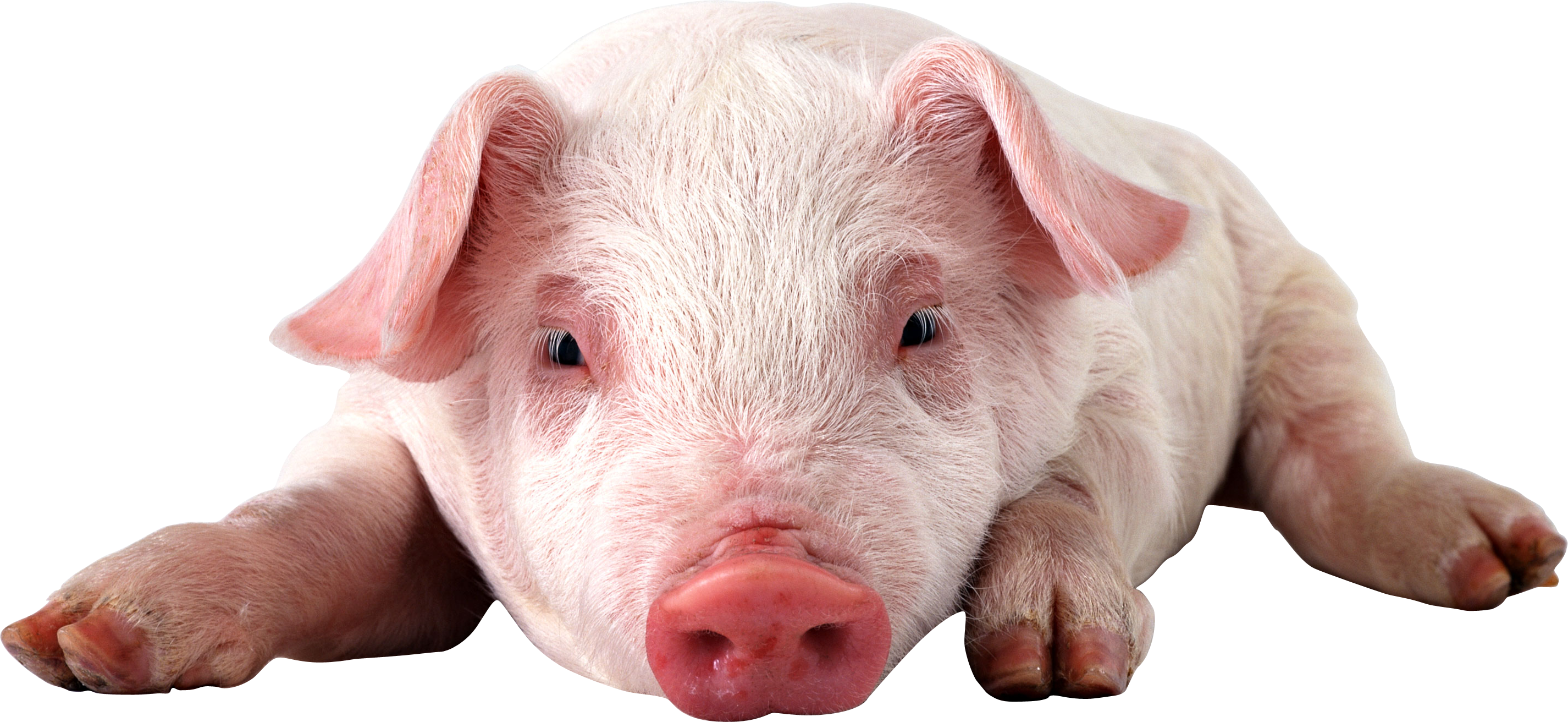 png images: pig