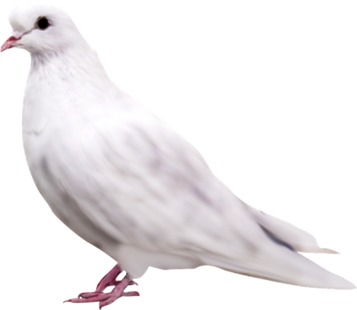 Pigeon PNG image free Download