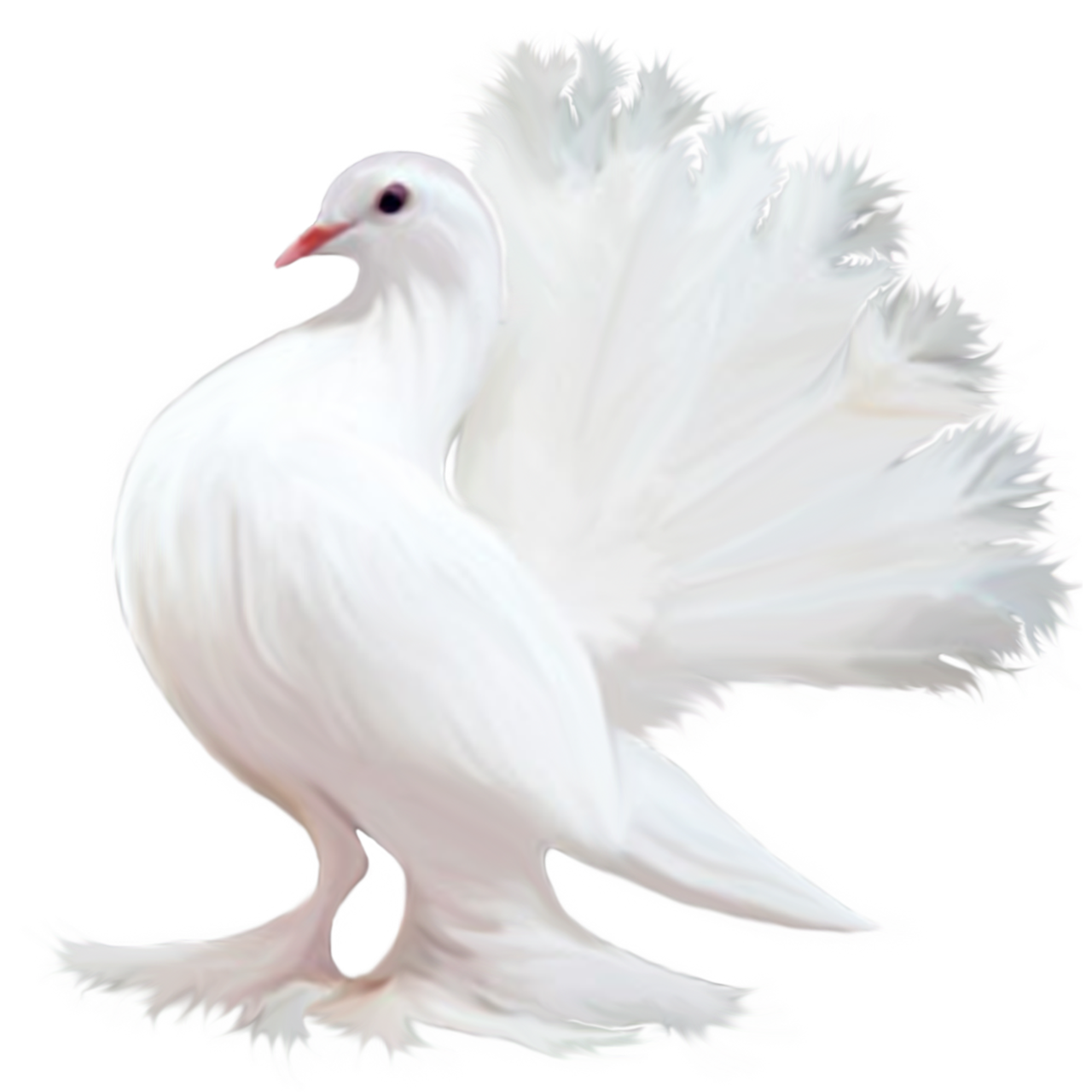 Pigeon PNG image free Download
