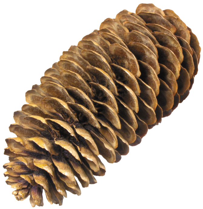 Pine cone PNG images