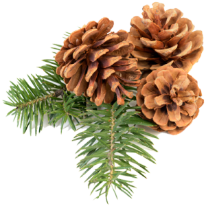 Pine cone PNG images
