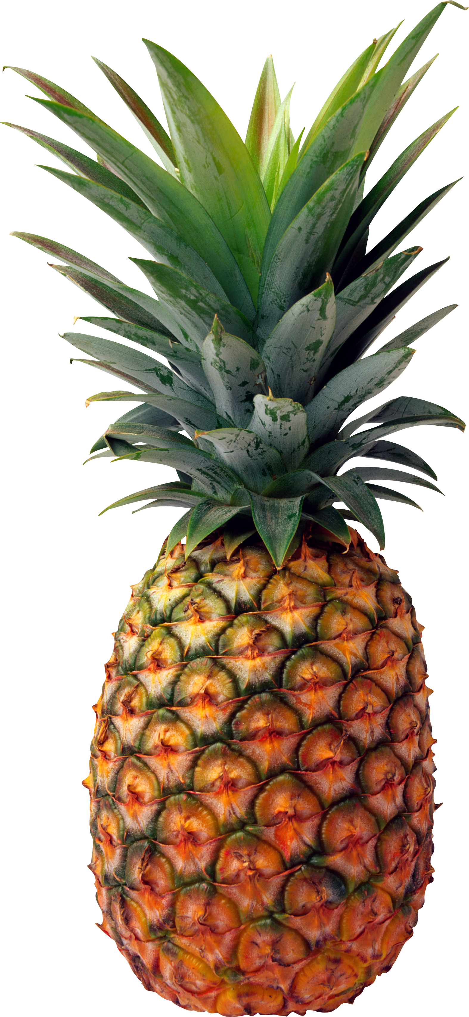 Pineapple PNG images free pictures download