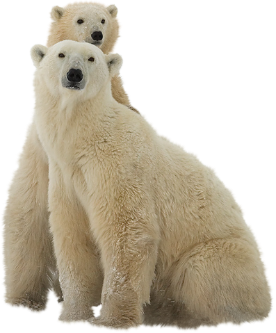 Oso polar PNG