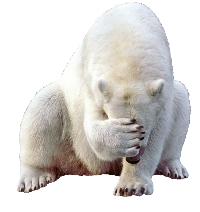 Polar bear PNG images