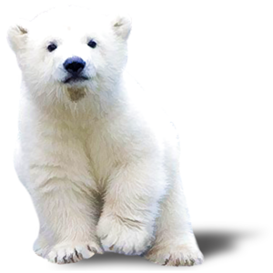 Oso polar PNG