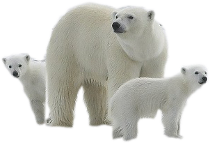 Oso polar PNG