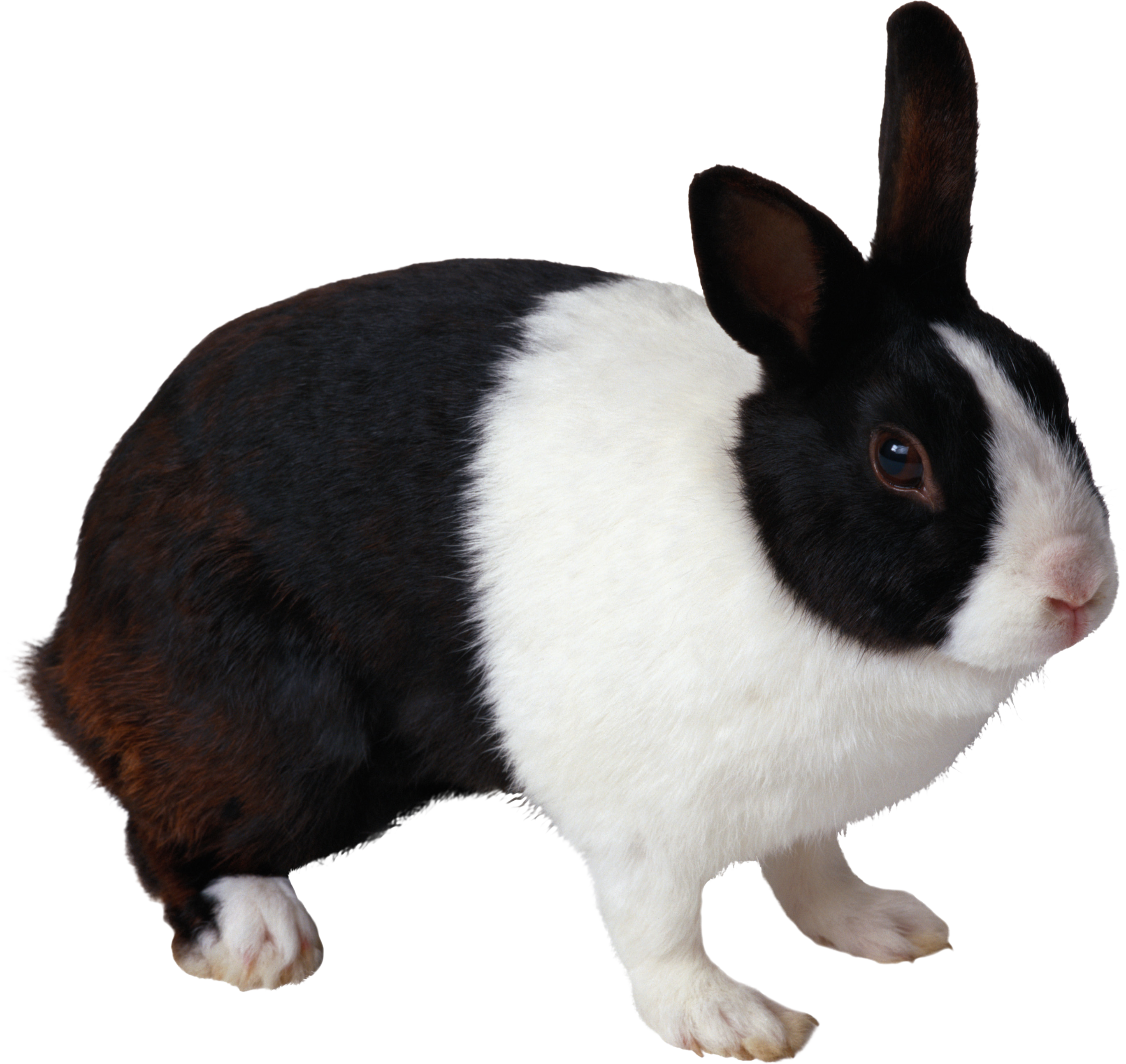 Rabbit PNG image