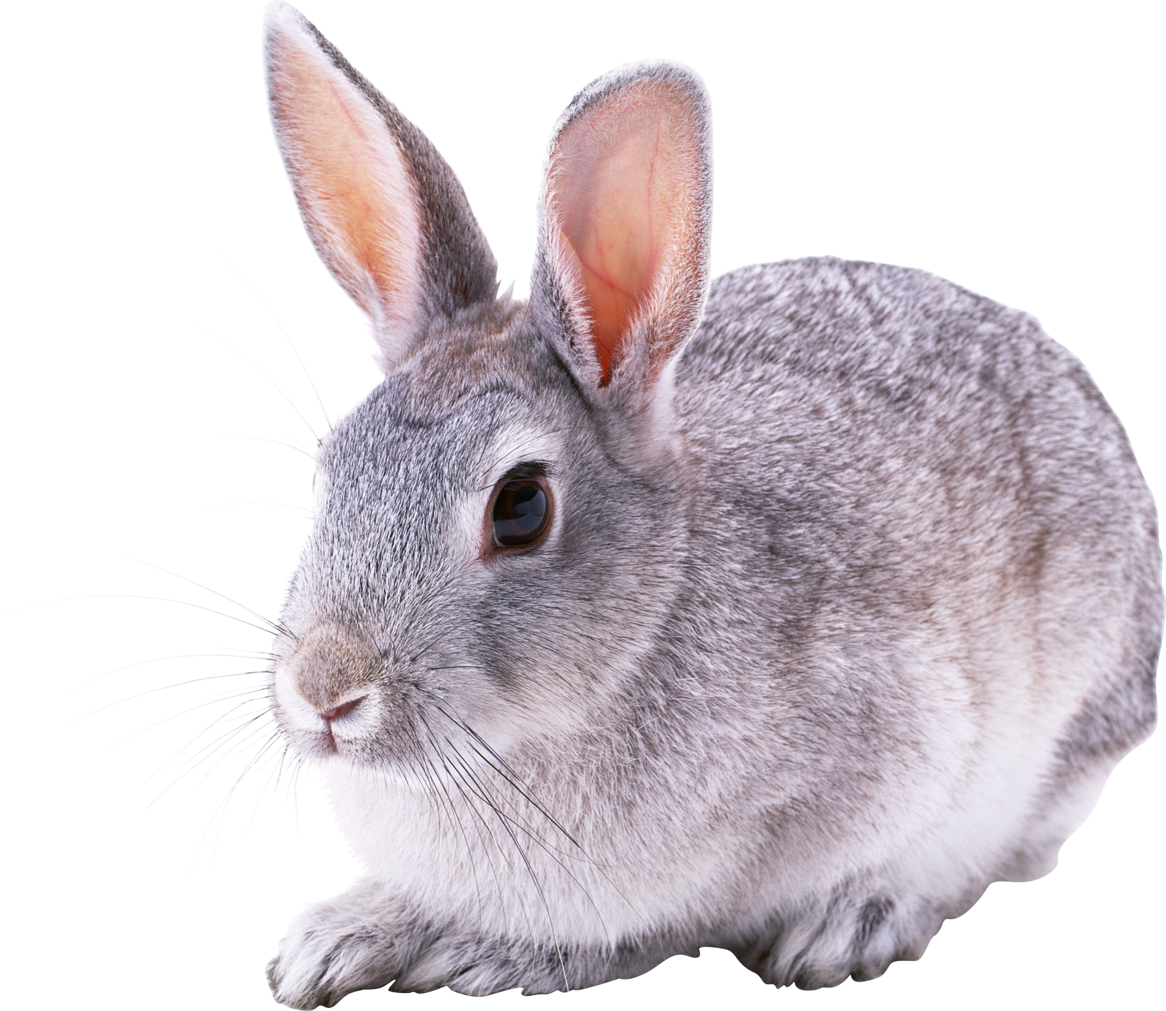 Rabbit Species