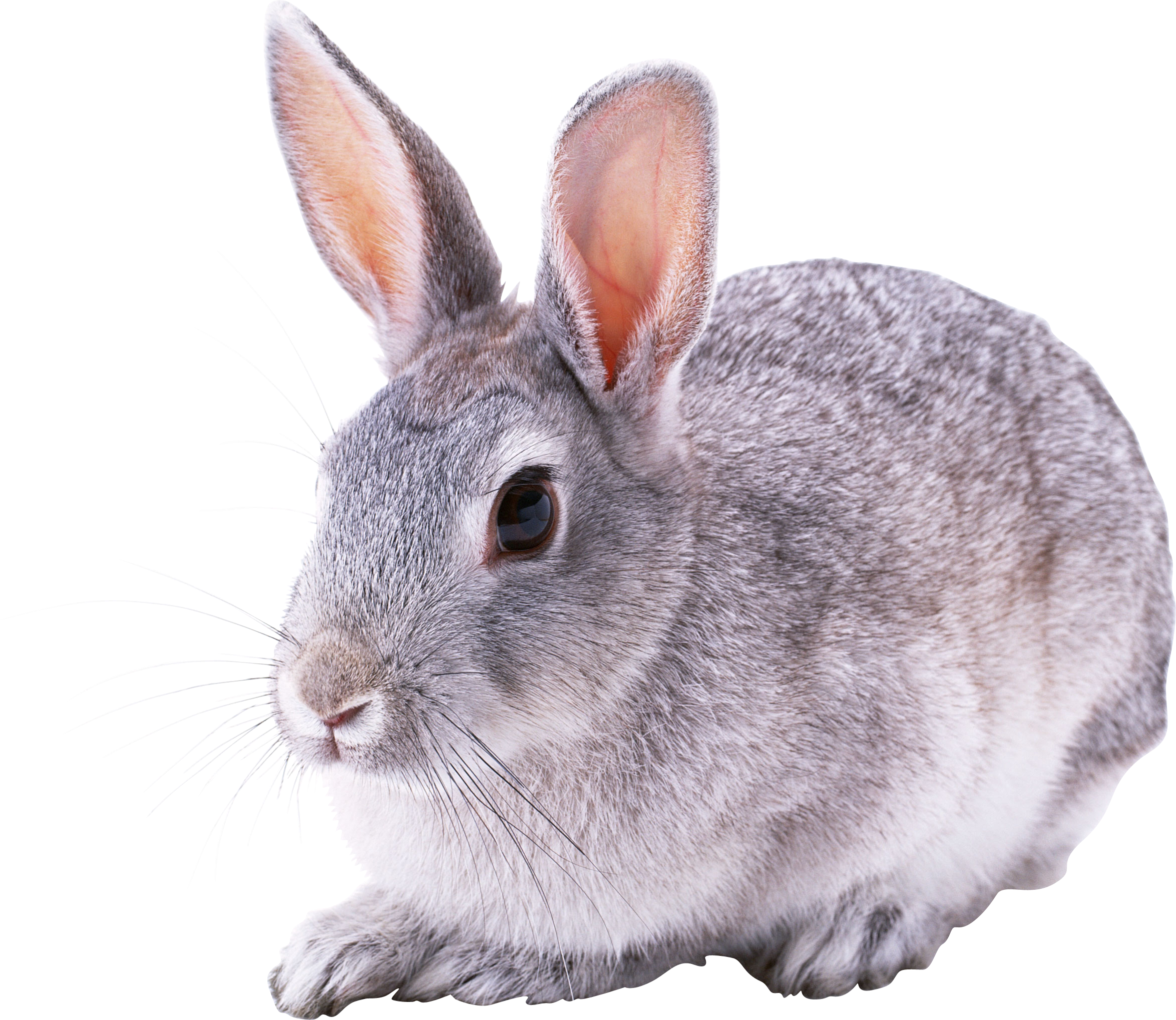 Conejo PNG