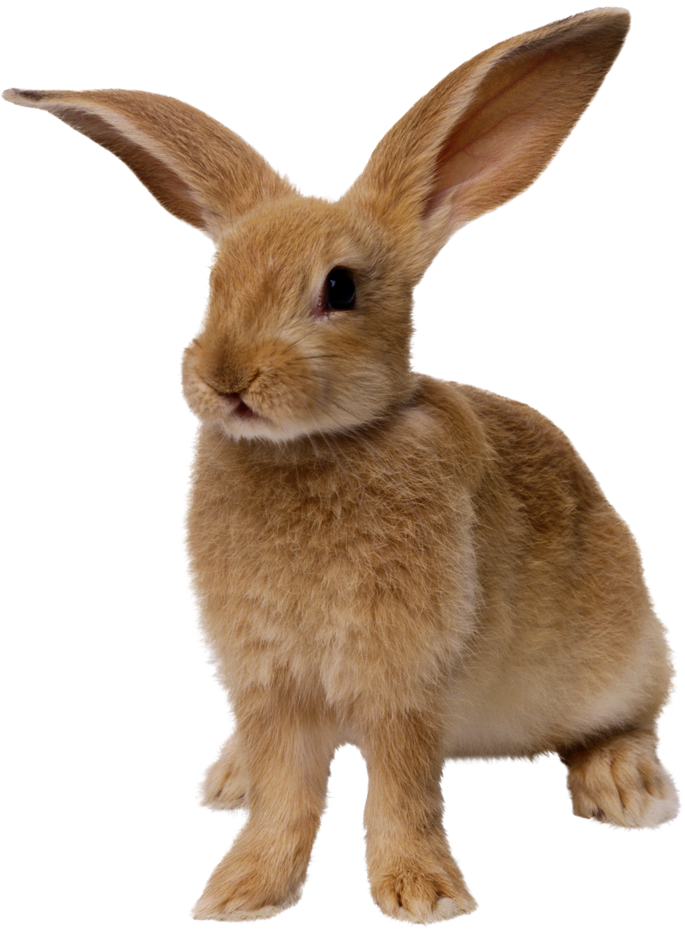 Rabbit PNG Image