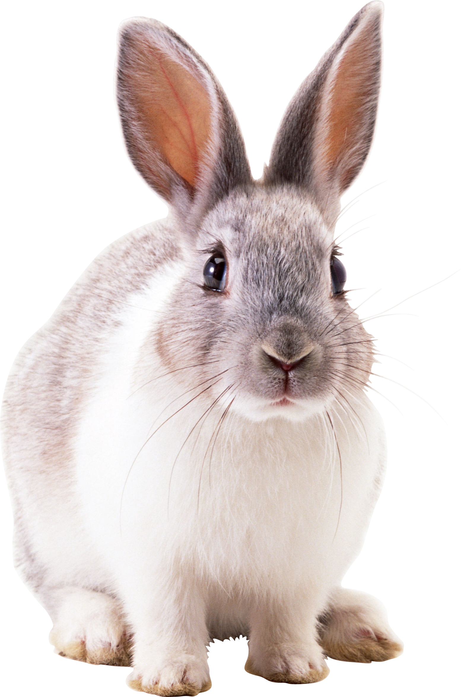 Rabbit Png Images Free Png Rabbit Pictures Download