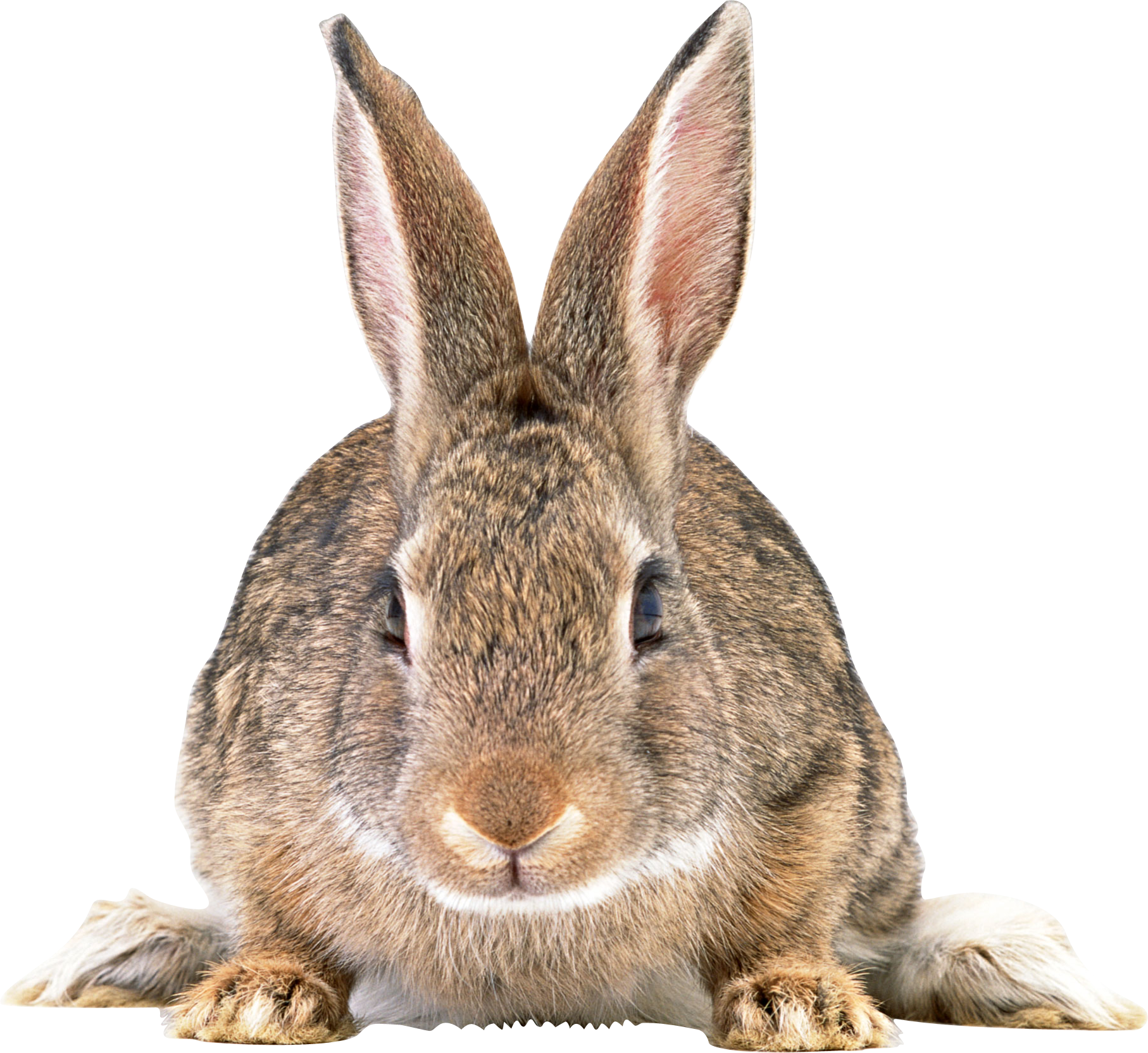 Gray Rabbit PNG image free Download