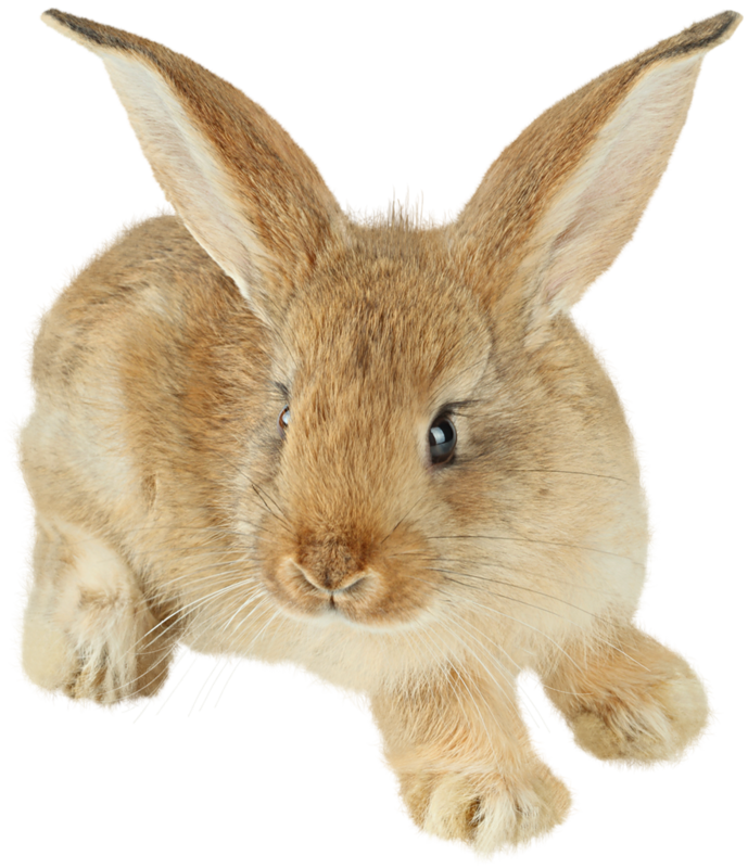 Rabbit PNG image free Download