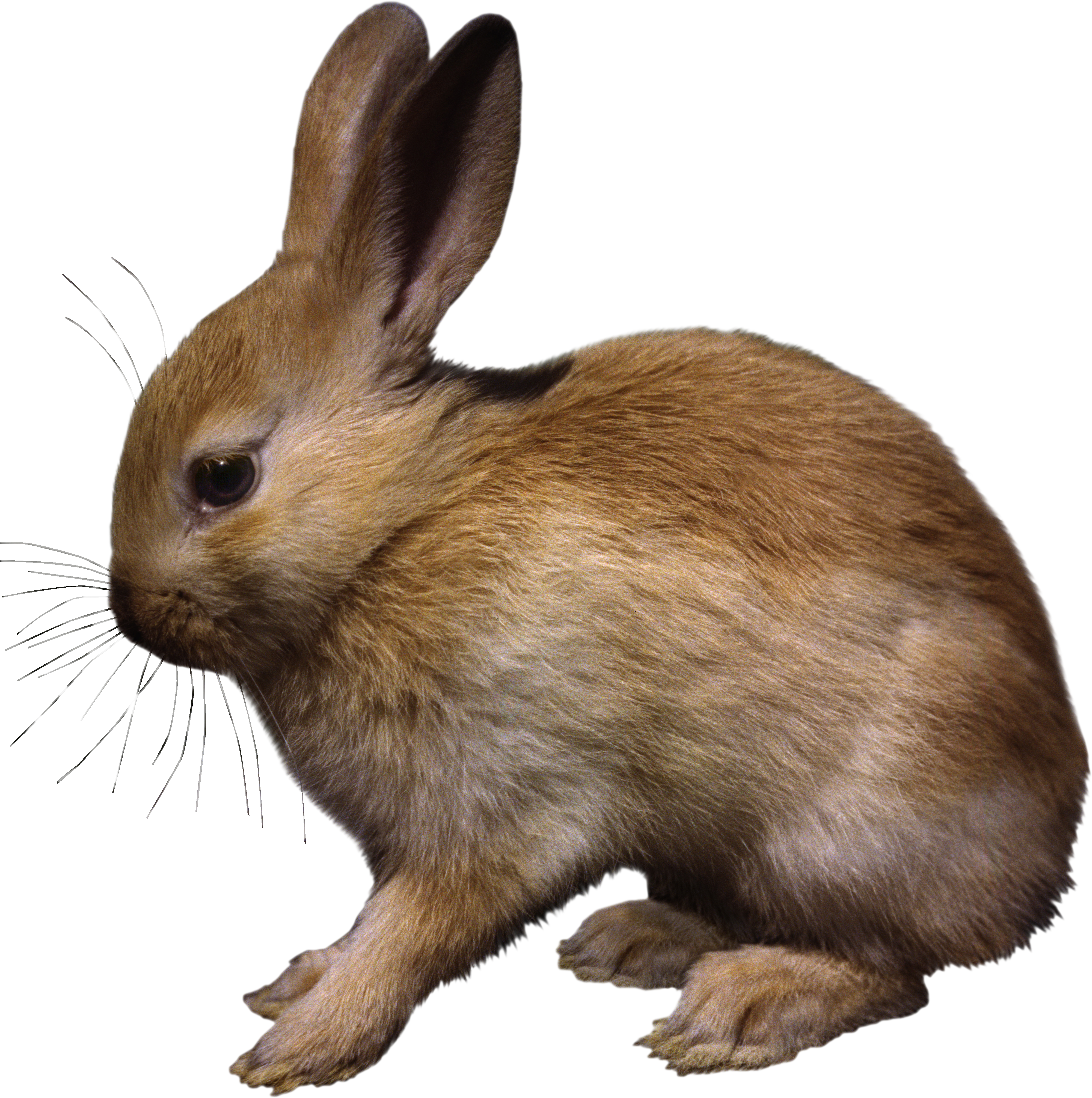 кролик, заяц PNG