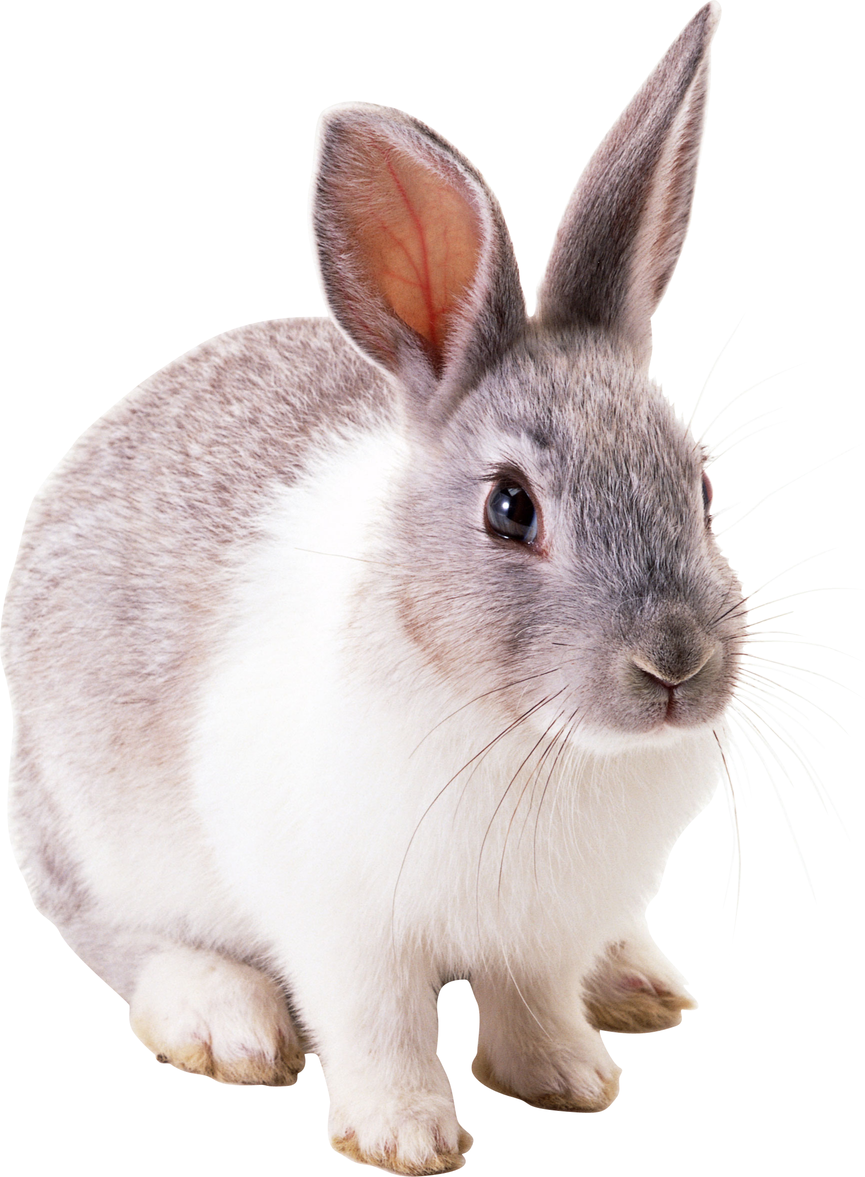 кролик, заяц PNG