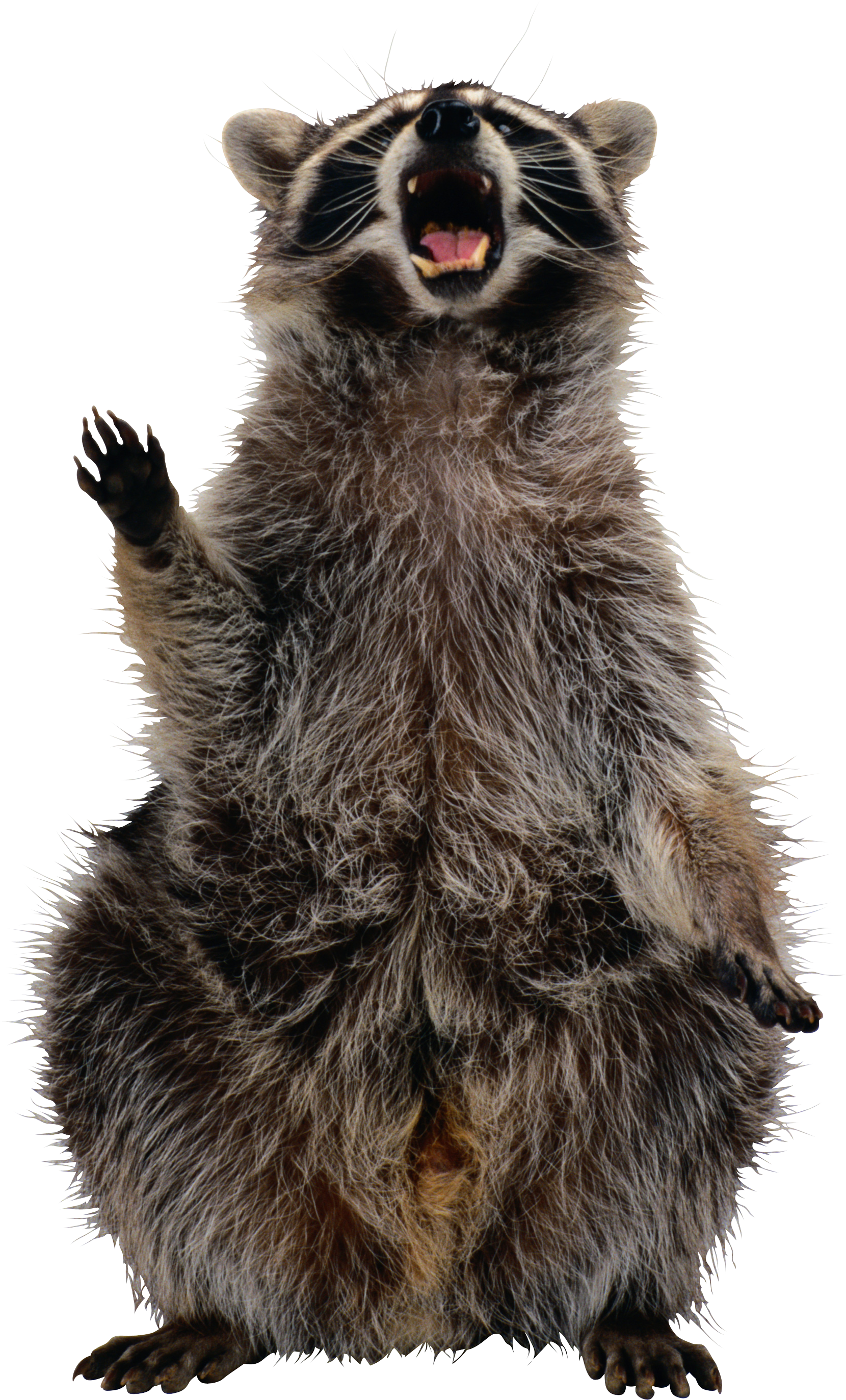 Mapache PNG