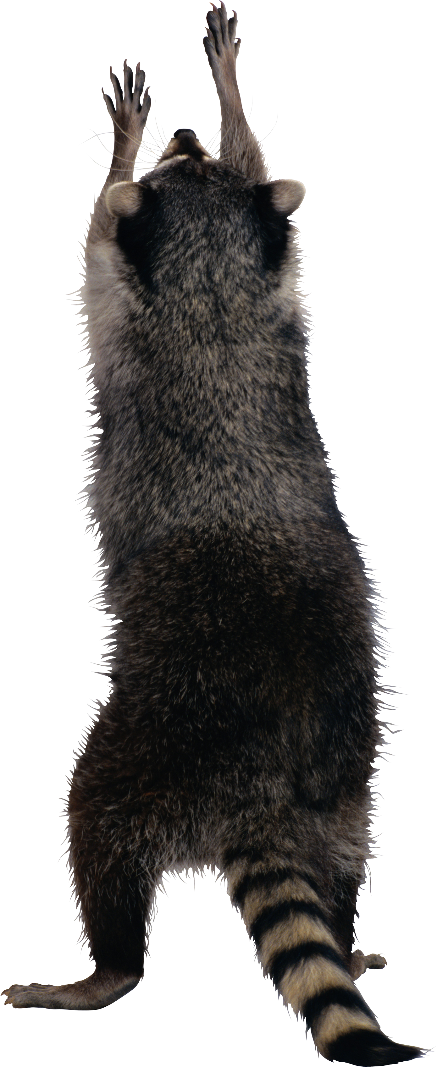 Raccoon PNG