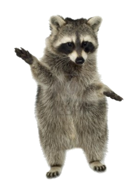 Mapache PNG