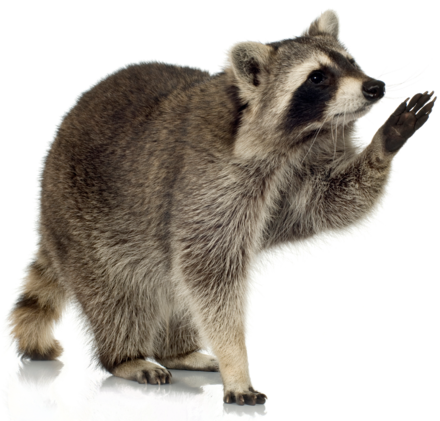 Mapache PNG