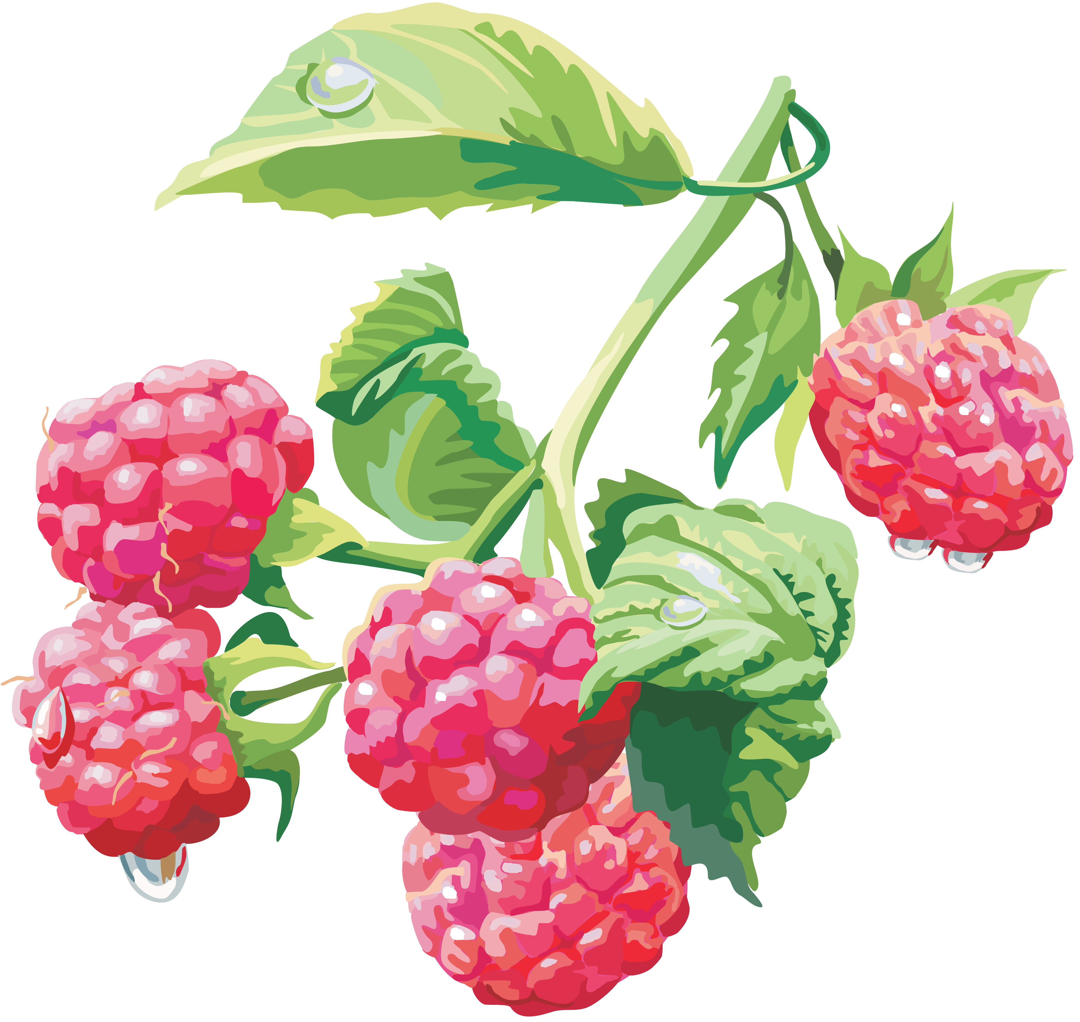 Raspberry PNG image free Download