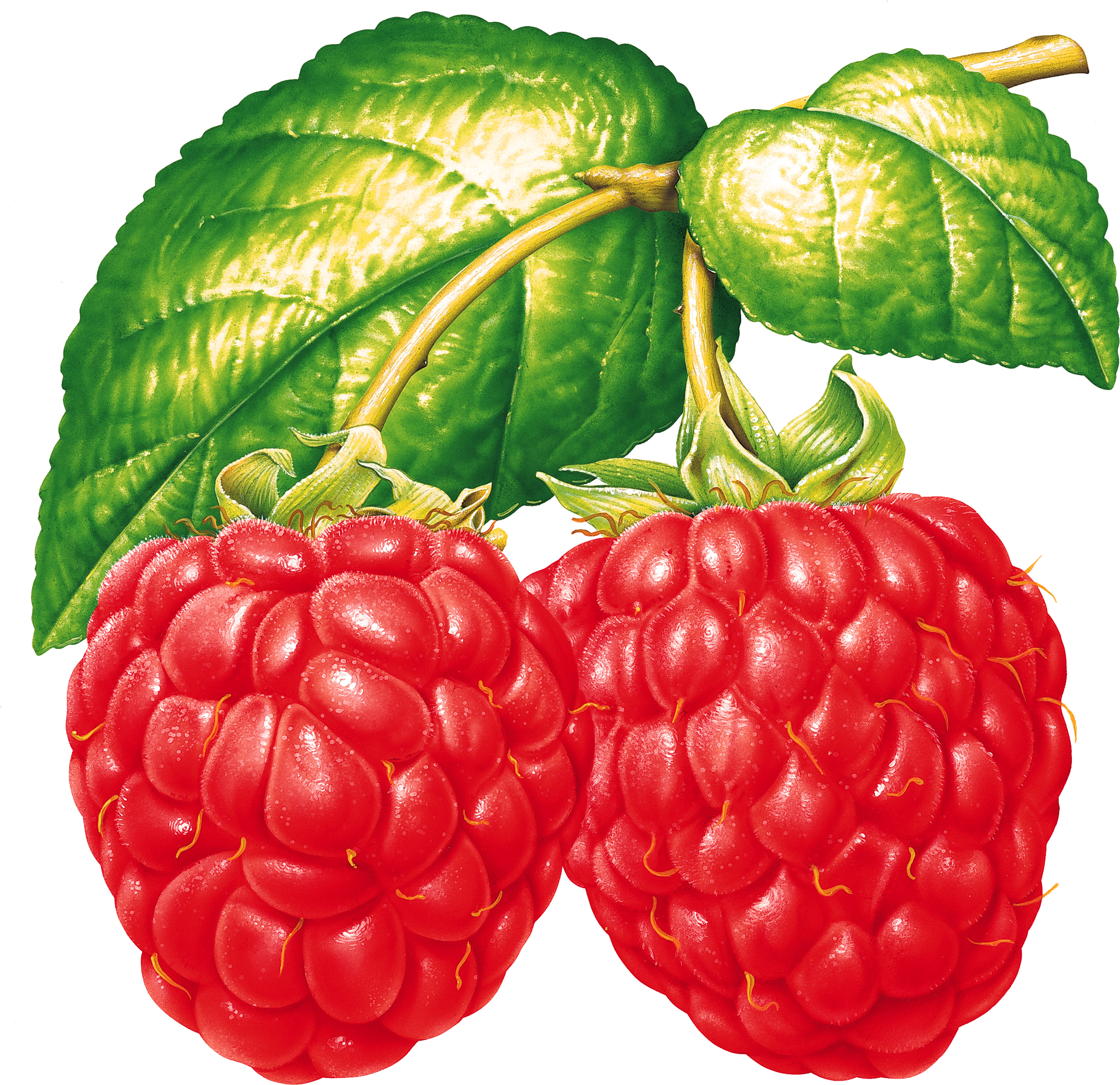 Raspberry PNG image free Download
