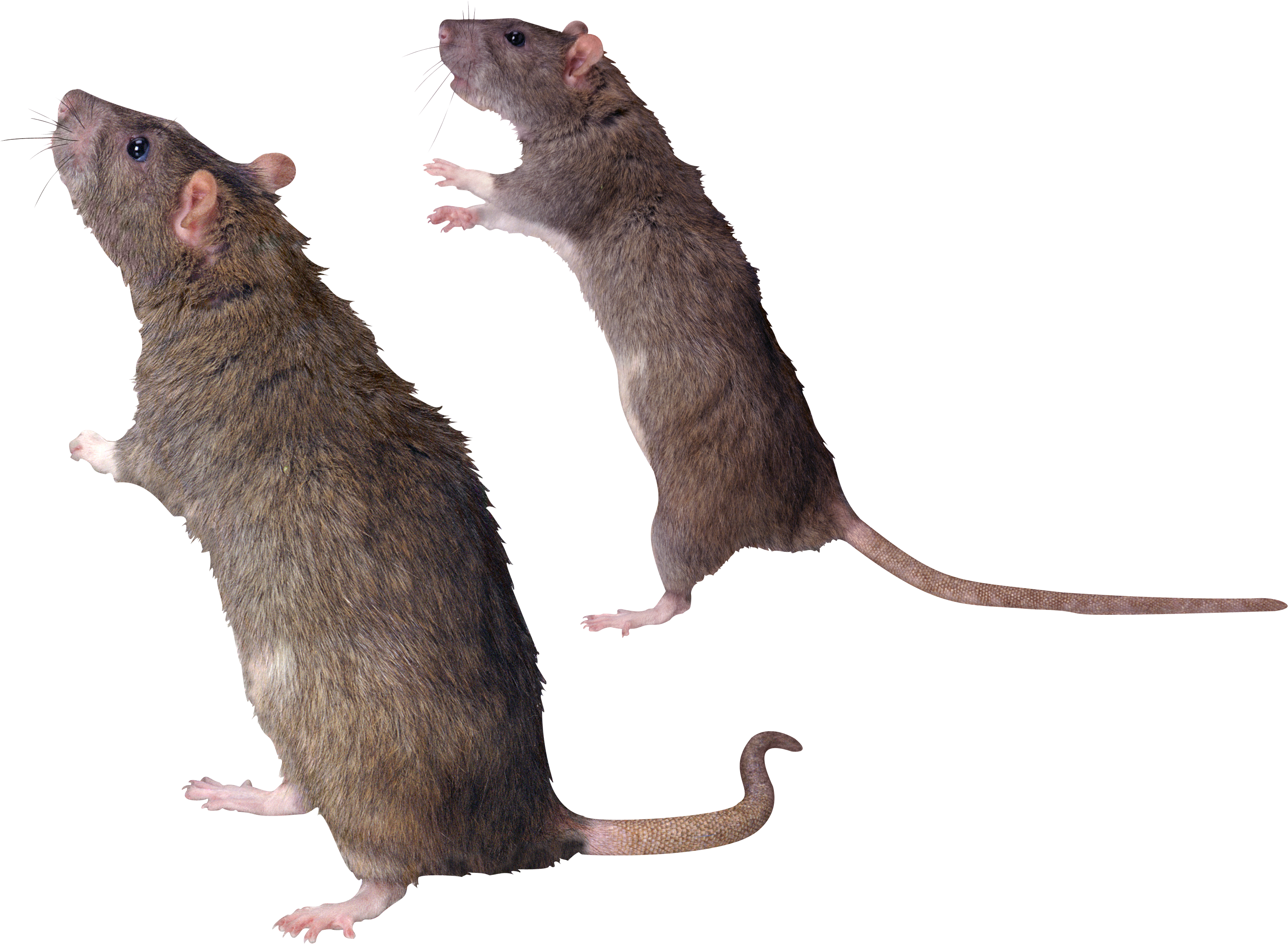 mouse, rat PNG image