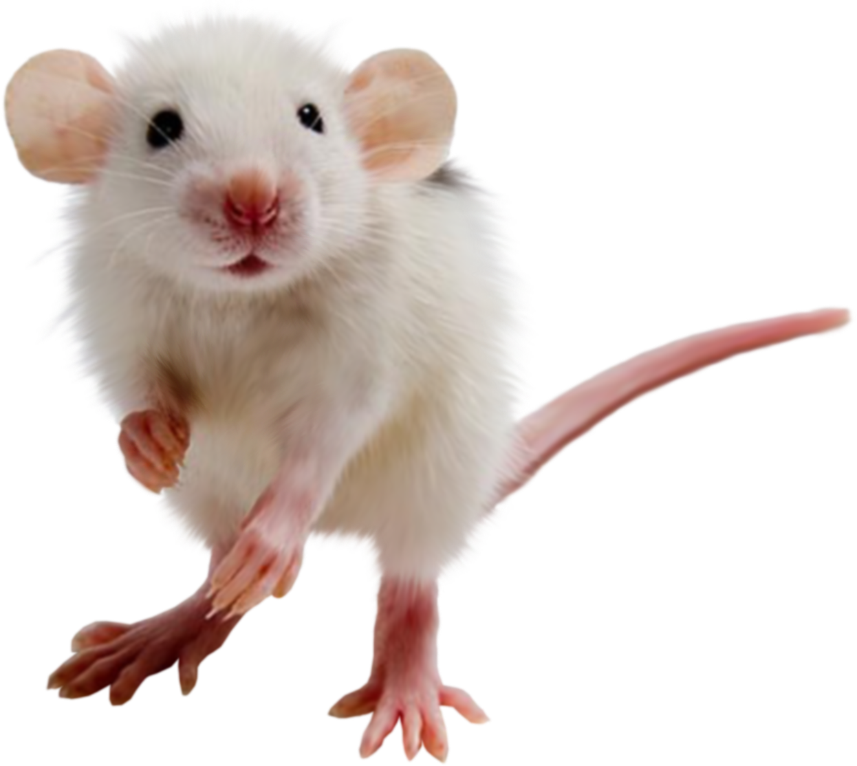 Ratón PNG