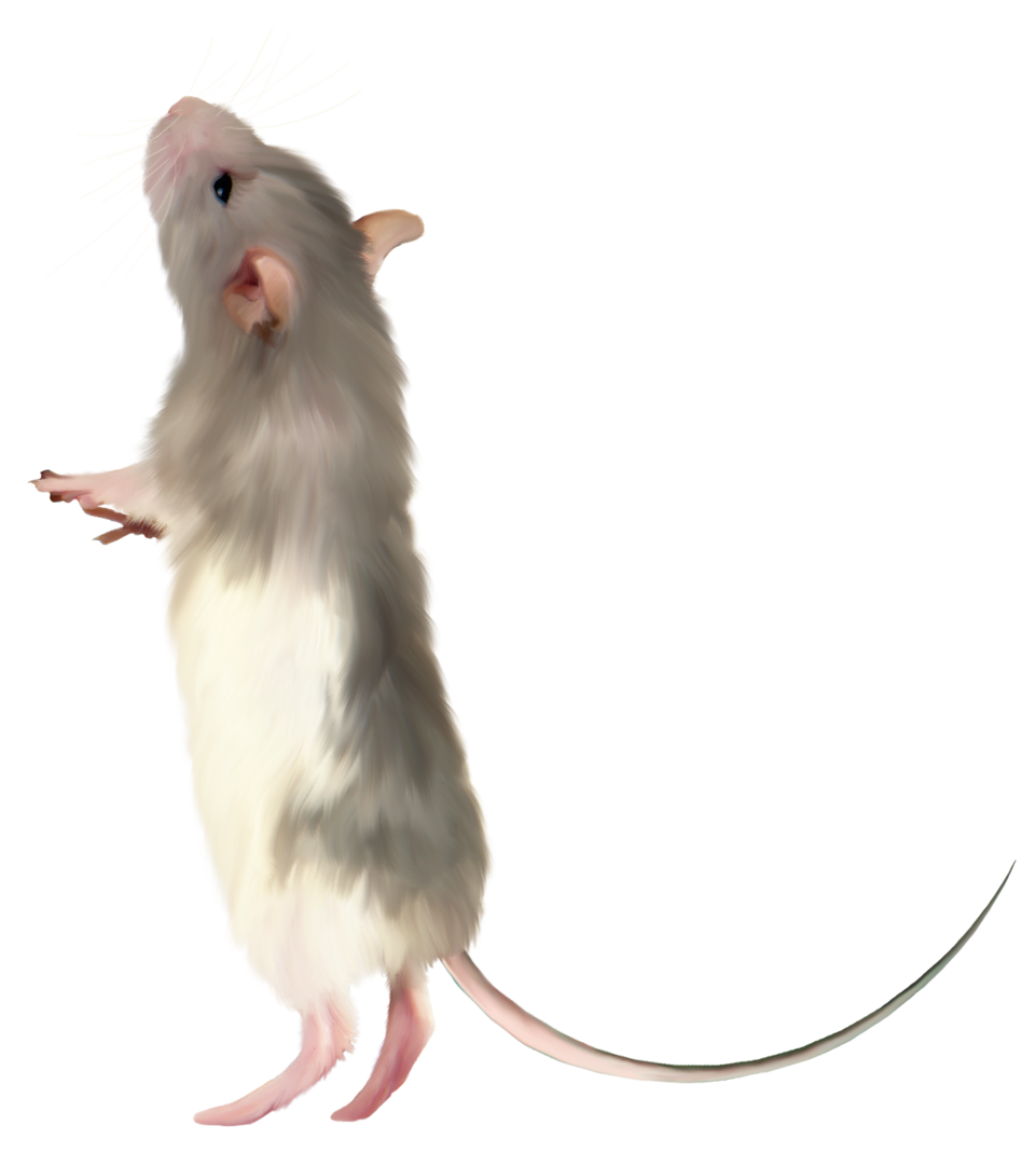 mouse PNG images