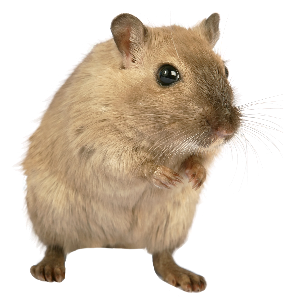 mouse PNG images