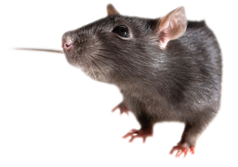 Ratón PNG