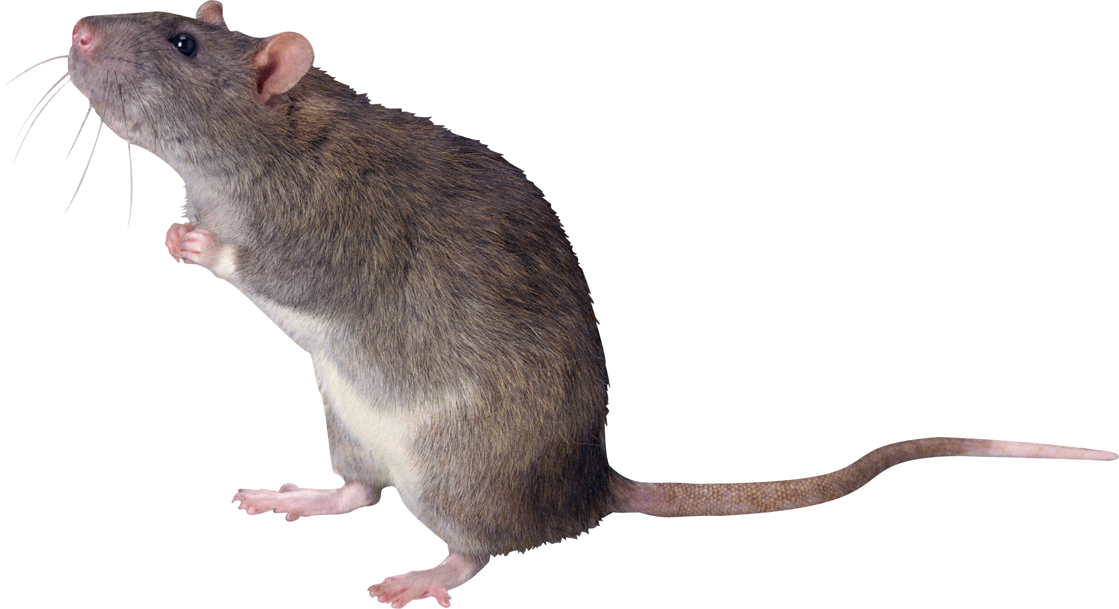 Ratón PNG