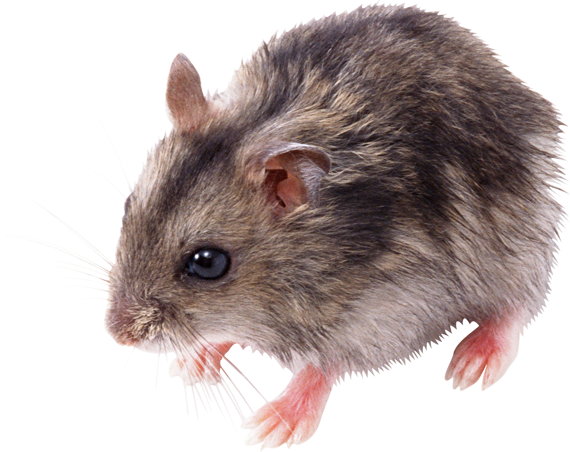 Ratón PNG