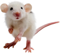 Ratón PNG
